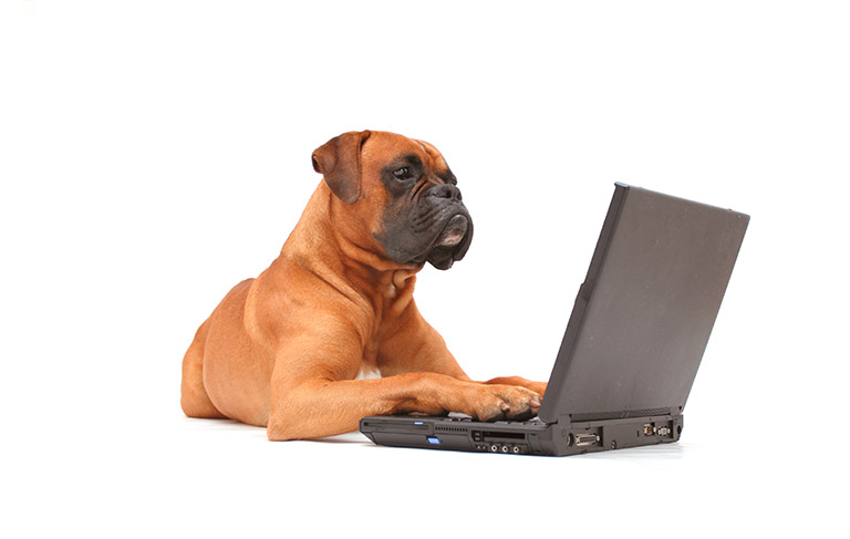 Pies patrzący w ekran laptopa