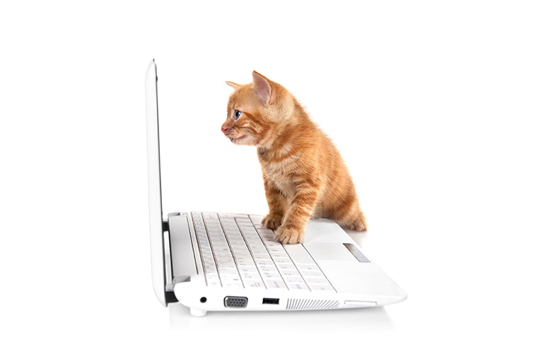 Kot patrzący w ekran laptopa